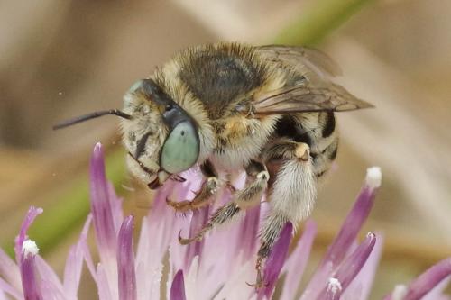 Réf. 347 384 : Anthophora bimaculata